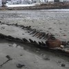 У США археологи розгадали таємницю корабля, який періодично з’являється з-під піску