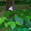 Липень у луцькому парку. Фоторепортаж