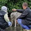 Торік КП "Ласка" заробило майже чверть мільйона