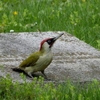 У Луцьку зазнімкували унікальну червонокнижну пташку. Фото