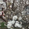 Пахуче диво: у Луцьку зацвіли перші дерева. Фото