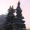 На новорічні прикраси Луцькрада витратить 200 тисяч гривень 