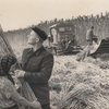 Як у Локачах збирали урожай. Фото 1950 року