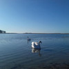 Небесна блакить та білі лебеді: весняний Світязь у фото