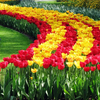 3 мільйони тюльпанів: показали відео міні-Голландії на Ковельщині