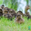 Качине сімейство на фото з Воротнева
