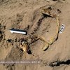У Перу виявили рештки собаки, яка охороняла вхід до храму