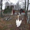 У Луцькому зоопарку поселилася пара пеліканів