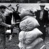 У 1956 в СРСР заборонили годувати худобу продуктами з магазинів
