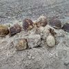 На Житомирщині виявили братську могилу часів Другої світової війни