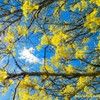 Нічний морозець не перешкода: як волинська природа радіє весні. Фото