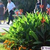 Квітучий Луцьк в останній літній день. Фоторепортаж