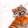 Прогулянка тигрів у Луцькому зоопарку. Фото