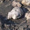 На дні моря в Греції знайшли античний будинок