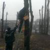 У Луцьку для птахів виготовили 60 штучних гнізд