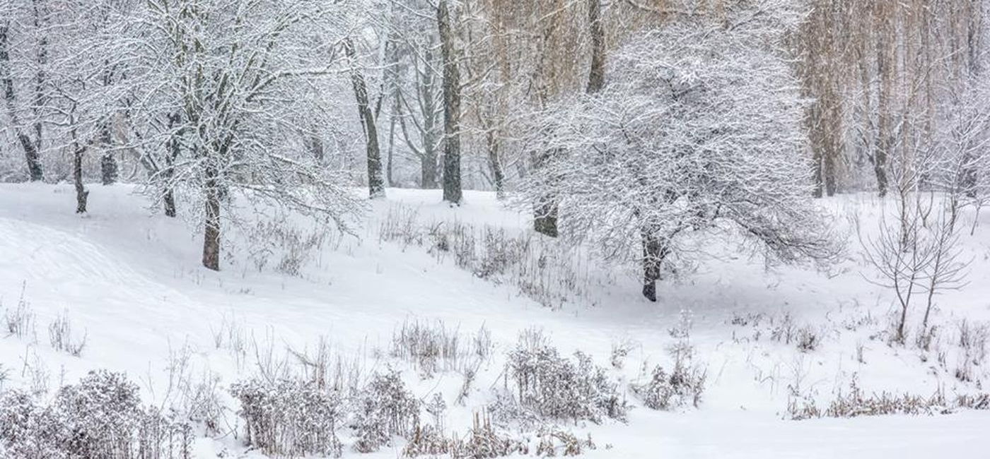 Луцький фотограф показав красу засніженого парку