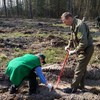 У Цуманській пущі висадили понад 25 тисяч сіянців сосни та берези
