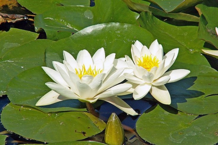 На Шацьких озерах цвітуть водяні лілії. Фото