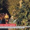 Виноградники просекко поповнили список об'єктів ЮНЕСКО